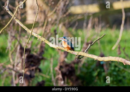 Eisvogel thront auf einem Ast wartet auf seinen nächsten Fang Stockfoto