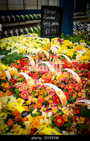 Primeln in tragen Packs für Verkauf in einem englischen Garten CentreWiltshire, England, Stockfoto