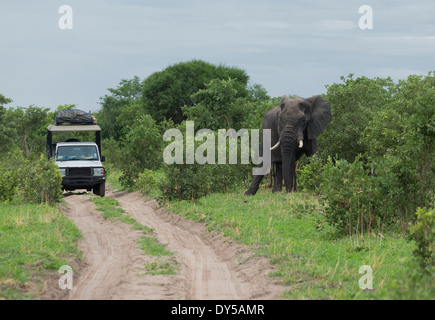 Afrikanischer Elefant (Loxodonta Africana) in der Nähe von Safari jeep Stockfoto