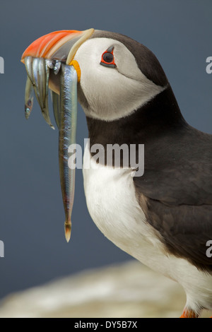 Papageitaucher mit Fisch im Mund, Farne Islands, Northumberland, England Stockfoto