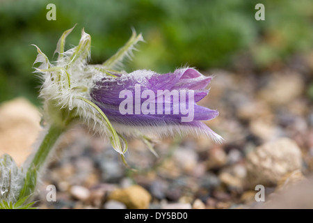 Pulsatilla Vulgaris Subsp Grandis Budapest Belastung. Pulsatilla in den Steingarten. Stockfoto