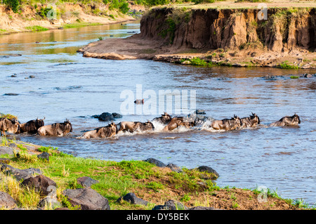 Herde von Gnus (gestromt Gnu) (Connochaetes Taurinus) Kreuzung den Mara River, Masai Mara Reserve, Kenia, Ostafrika Stockfoto