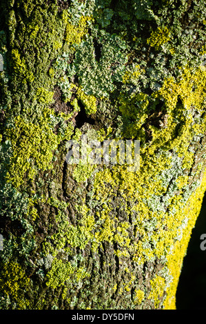 Flechten Sie auf Stamm der Reife Ahornbaum im Königreich Stockfoto