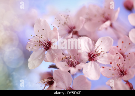 Kirschblüte Stockfoto