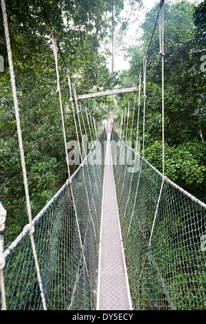 Überdachunggehweg. Taman Negara Nationalpark. Malaysien Stockfoto