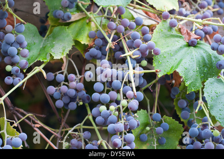 Concord Trauben am Rebstock, Britisch-Kolumbien Okanagan. Stockfoto