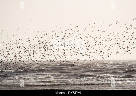 Roten Knoten, (Calidris Canutus) Beflockung auf Salzwiesen auf Morecambe Bay, Cumbria, UK, eine Flut. Stockfoto