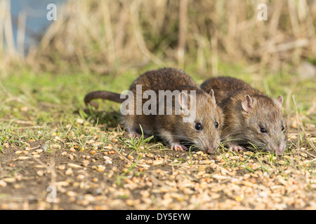 Young Brown Ratten Rattus Norvegicus, Fütterung auf Split Korn. Stockfoto