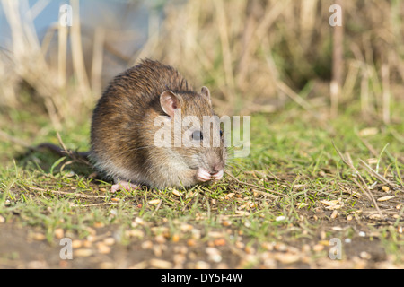 Junge braune Ratte, Rattus Norvegicus, Fütterung auf Teilen Korn. Stockfoto