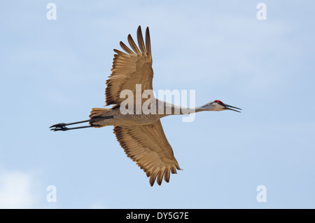 Sandhill Kran im Flug über Cherokee Marsh in Madison, Wisconsin Stockfoto