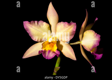 Iwanagara Apple Blossom Stockfoto