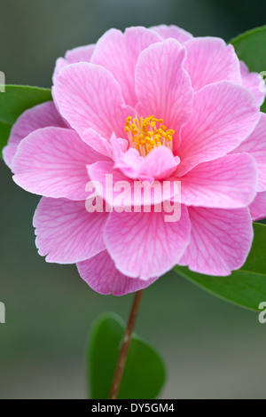 Nahaufnahme von Camellia X williamsii Spende, Kamelie. Strauch, März. Einzelne rosa Blume. Stockfoto