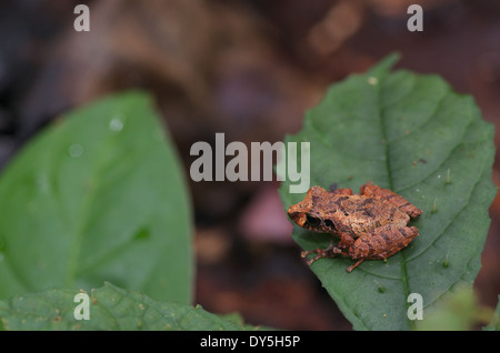 Ein Carabaya Regen Frosch (Pristimantis Ockendeni) auf einem grünen Blatt tagsüber im Amazonasbecken in Peru. Stockfoto