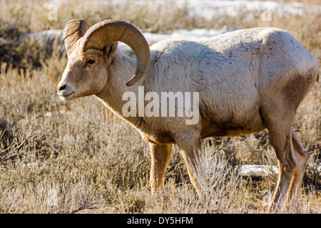 Dickhornschaf Ovis Canadensis, in der Nähe von Jackson Hole, Wyoming, USA Stockfoto
