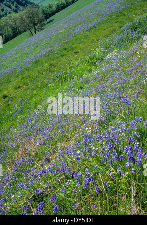 England. Glockenblumen und anderen Wildblumen am Hang entlang Offa es Dyke Fußweg. Shropshire. Stockfoto