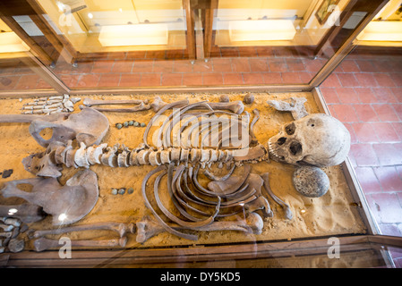 WATERLOO, Belgien — Glasvitrine mit dem Skelett eines französischen Husaren, der in der Nähe von Ferme de la Haie-Sainte entdeckt wurde, ausgestellt im Husardenzimmer der Ferme du Caillou. Dieser archäologische Fund aus der Schlacht von Waterloo liefert greifbare Beweise für die menschlichen Kosten des Konflikts. Die Überreste sind neben Waffen und militärischen Artefakten sowohl von französischen als auch alliierten Truppen ausgestellt. Stockfoto