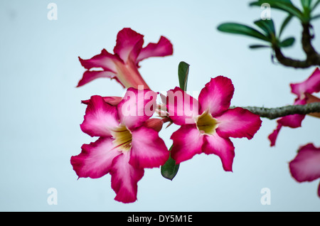 Azalea Blumen sehr schön Stockfoto