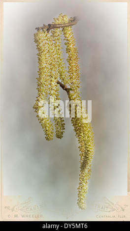 Frühling-Kätzchen von verzerrten Hazel. Stockfoto