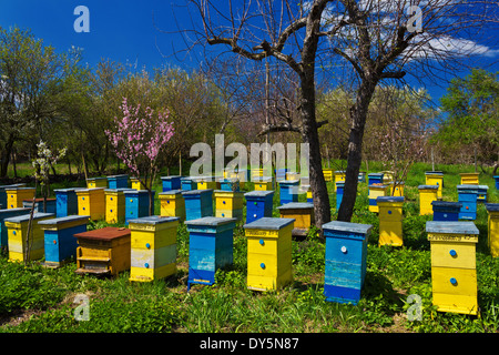 Blaue und gelbe Bienenstöcke im Garten. Stockfoto