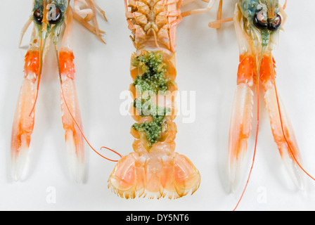 Kaisergranat oder Dublin Bay Garnelen oder Scampi oder Scampi, (Nephrops Norvegicus) mit Eiern auf den Bauch befestigt Stockfoto