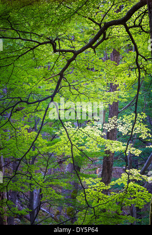 Hellgrünen Blätter am Baum im Wald in der Rio de Las Vueltas Valley in der Nähe von El Chalten, Patagonien, Argentinien Stockfoto