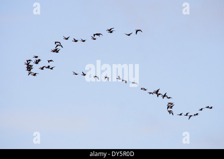 Ein Knäuel rosa Footed Gänse (Anser Brachyrhynchus) über Salzwiesen auf Morecambe Bay, Cumbria, England. Stockfoto