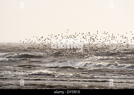 Roten Knoten, (Calidris Canutus) Beflockung auf Salzwiesen auf Morecambe Bay, Cumbria, UK, eine Flut. Stockfoto