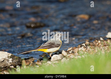 Graue Bachstelze stehend an einem Bach Stockfoto