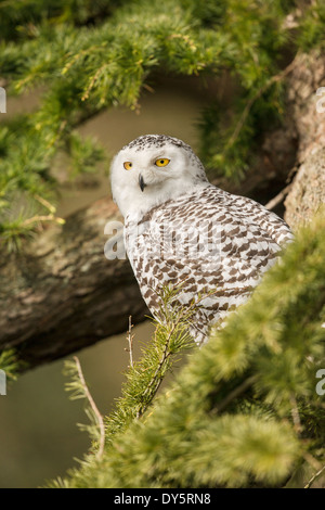 Erwachsenen Schnee-Eule (Bubo Scandiacus) in einer Tanne (Abies) Stockfoto