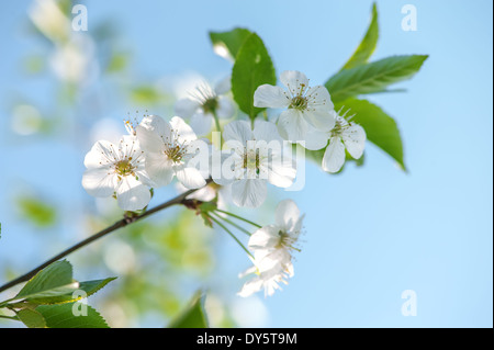 Biene in Kirsche Blüte isoliert Stockfoto