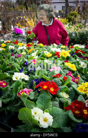 Bunte Primel Pflanzen in ein Gartencenter zu verkaufen Stockfoto