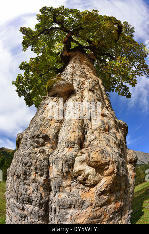 Reichen knorrigen Stamm der Bergahorn, Grosser Ahornboden, Eng, Karwendel, Tirol, Österreich Stockfoto