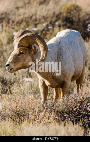 Dickhornschaf Ovis Canadensis, in der Nähe von Jackson Hole, Wyoming, USA Stockfoto