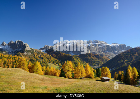 Sella Bereich oberhalb Lärchen in herbstlichen Farben, Val Gardena, Dolomiten, UNESCO World Heritage Site Dolomiten, Südtirol, Italien Stockfoto