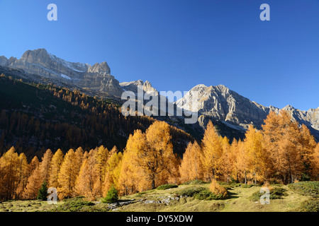 Nördlichen Brenta Bereich oben Lärchen im Herbst Farben, Brenta reichen, Dolomiten, UNESCO World Heritage Site Dolomiten, Tr Stockfoto