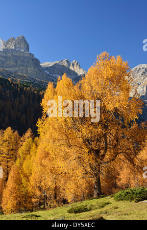 Nördlichen Brenta Bereich oben Lärchen im Herbst Farben, Brenta reichen, Dolomiten, UNESCO World Heritage Site Dolomiten, Tr Stockfoto