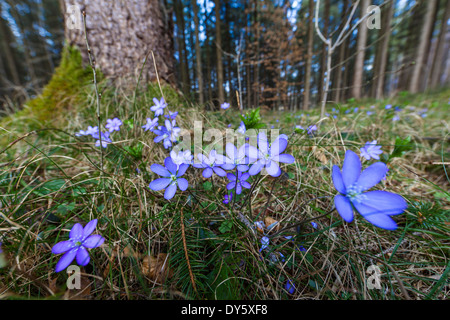 Lebermoos, Hepatica Nobilis, Blüte, Blume des Jahres 2013, Bayern, Deutschland Stockfoto