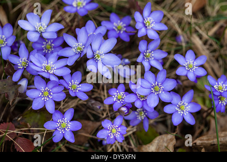 Lebermoos, Hepatica Nobilis, Blüte, Blume des Jahres 2013, Bayern, Deutschland Stockfoto