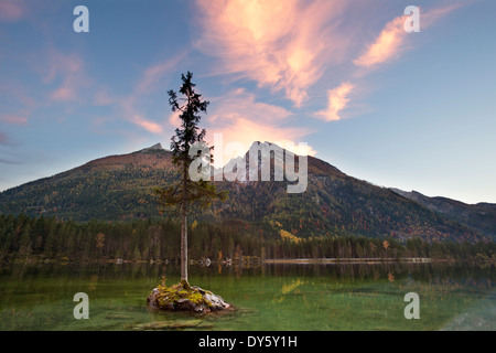 Fichte auf einer Felseninsel am See Hintersee im Abendlicht, Blick auf Hochkalter, Ramsau, Berchtesgadener Land, Berchtesgaden Stockfoto