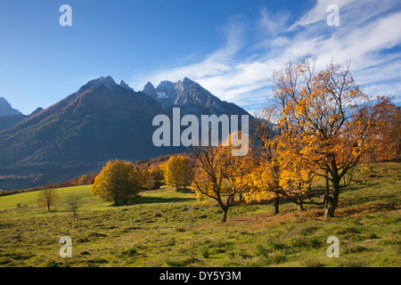 Wiese mit herbstlichen Bäume in der Nähe von Ramsau, Blick auf Hochkalter, Berchtesgadener Land, Berchtesgadener Nationalpark, Oberbayern, Ge Stockfoto