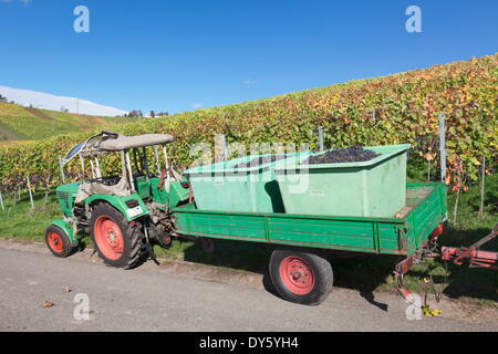 Traktor mit einem Anhänger mit roten Trauben, Weinlese, Uhlbach, Stuttgart, Baden-Württemberg, Deutschland, Europa Stockfoto