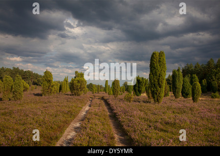 Weg durch die blühende Heide, Lueneburg Heath, Niedersachsen, Deutschland, Europa Stockfoto