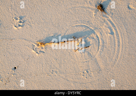 Wind geblasen Unkraut Weg aufgezeichnet im Sand. Stockfoto