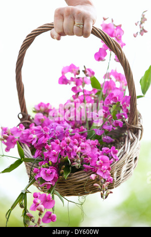 Korb mit Zuckererbsen, Lathyrus Latifolius. Stockfoto