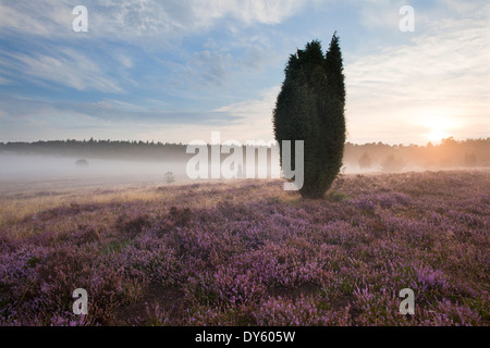 Wacholder und blühende Heide morgens Nebel, Lueneburg Heath, Niedersachsen, Deutschland, Europa Stockfoto