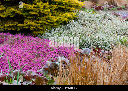 Winter Pflanzen Assoziation mit Koniferen und Heidekraut. April. Stockfoto