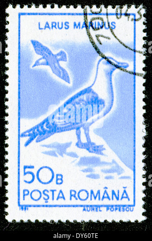 Rumänien - ca. 1991: Eine Briefmarke gedruckt in Rumänien, zeigt die große schwarz-unterstützte Möve (Larus Marinus), ca. 1991 Stockfoto