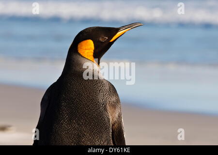 König Pinguin (Aptenodytes Patagonicus) großaufnahme, The Neck, Saunders Island, Falkland-Inseln, Südamerika Stockfoto