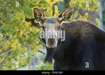 Hinterleuchtete Elch (Alces Alces) Kuh starrt Kamera im Abendlicht, Grand-Teton-Nationalpark, Wyoming, USA Stockfoto