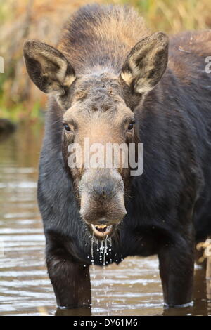 Elch (Alces Alces) Kuh im Teich Pausen von Filter Fütterung und starrt in die Kamera, Grand-Teton-Nationalpark, Wyoming, USA Stockfoto